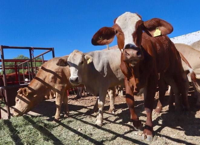 Ganado en corral