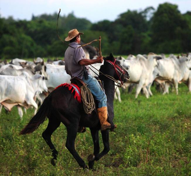 Llanero en faena